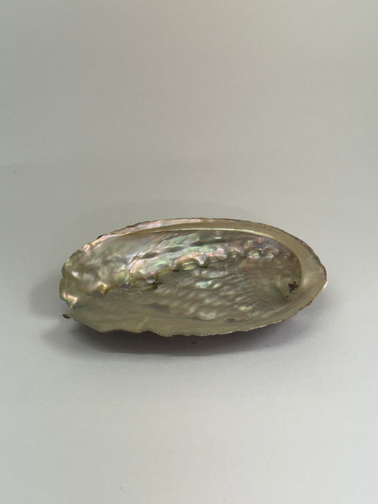 Coquille d’ormeau naturelle